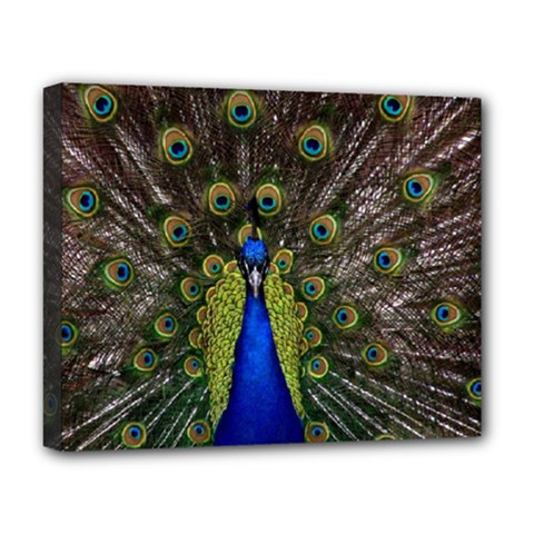 Peacock Deluxe Canvas 20  x 16  (Stretched) from ArtsNow.com