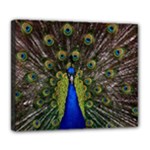 Peacock Deluxe Canvas 24  x 20  (Stretched)