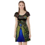 Peacock Short Sleeve Skater Dress