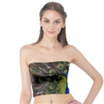 Peacock Tube Top