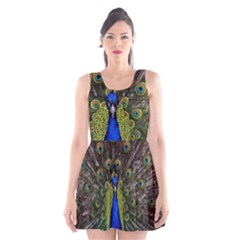 Scoop Neck Skater Dress 