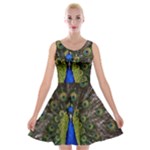Peacock Velvet Skater Dress