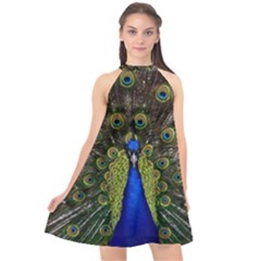 Halter Neckline Chiffon Dress  