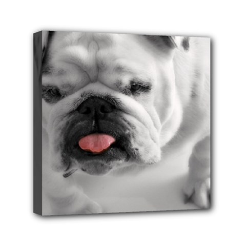White Bulldog Mini Canvas 6  x 6  (Stretched) from ArtsNow.com