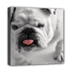 White Bulldog Mini Canvas 8  x 8  (Stretched)