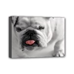 White Bulldog Mini Canvas 7  x 5  (Stretched)