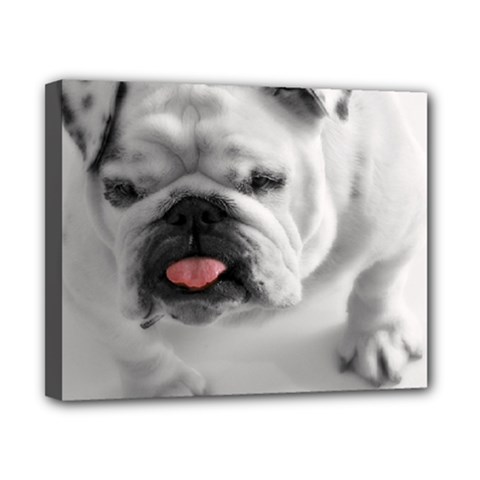 White Bulldog Canvas 10  x 8  (Stretched) from ArtsNow.com