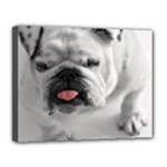 White Bulldog Canvas 14  x 11  (Stretched)