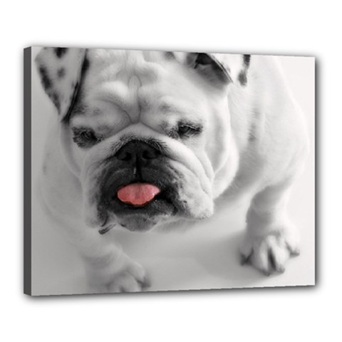 White Bulldog Canvas 20  x 16  (Stretched) from ArtsNow.com