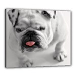 White Bulldog Canvas 24  x 20  (Stretched)