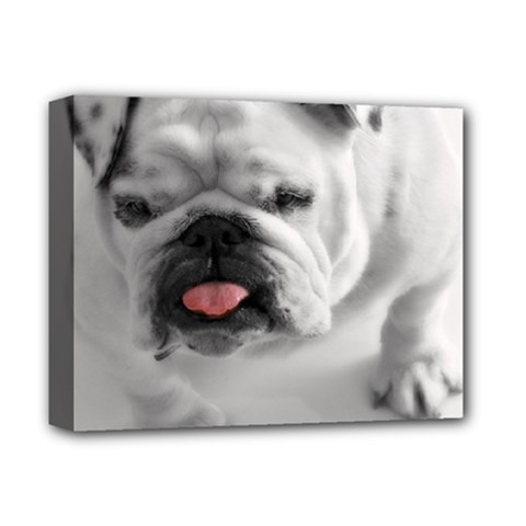 White Bulldog Deluxe Canvas 14  x 11  (Stretched) from ArtsNow.com