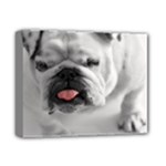 White Bulldog Deluxe Canvas 14  x 11  (Stretched)