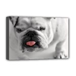White Bulldog Deluxe Canvas 18  x 12  (Stretched)