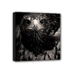 Hawk Mini Canvas 4  x 4  (Stretched)