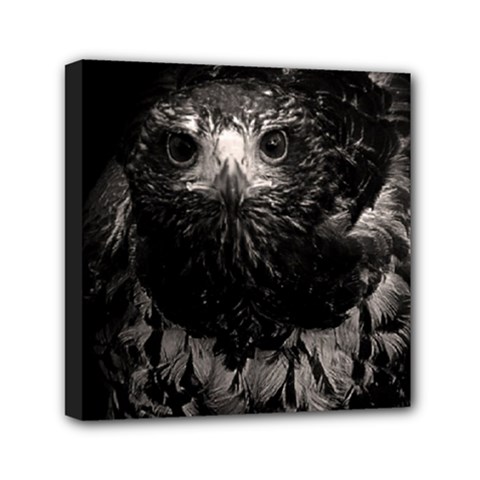 Hawk Mini Canvas 6  x 6  (Stretched) from ArtsNow.com