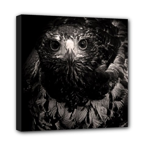 Hawk Mini Canvas 8  x 8  (Stretched) from ArtsNow.com
