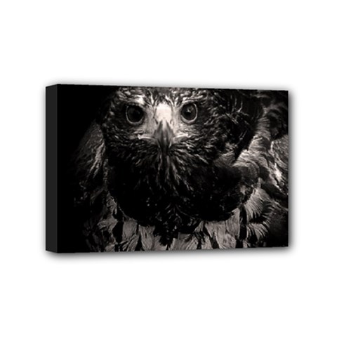 Hawk Mini Canvas 6  x 4  (Stretched) from ArtsNow.com