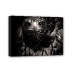 Hawk Mini Canvas 7  x 5  (Stretched)