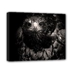 Hawk Canvas 10  x 8  (Stretched)