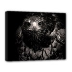 Hawk Canvas 14  x 11  (Stretched)
