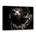 Hawk Canvas 16  x 12  (Stretched)