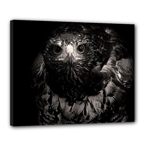 Hawk Canvas 20  x 16  (Stretched) from ArtsNow.com