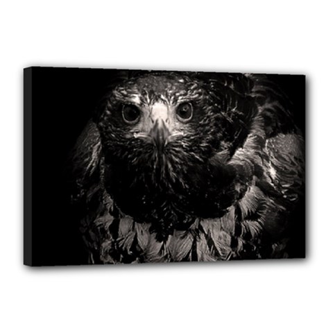 Hawk Canvas 18  x 12  (Stretched) from ArtsNow.com