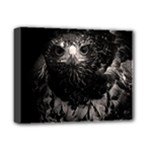 Hawk Deluxe Canvas 14  x 11  (Stretched)