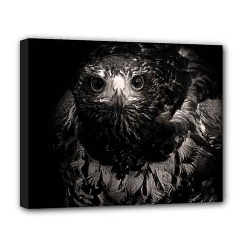 Hawk Deluxe Canvas 20  x 16  (Stretched) from ArtsNow.com