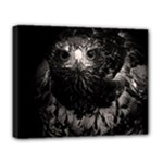 Hawk Deluxe Canvas 20  x 16  (Stretched)
