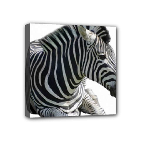 Zebra Mini Canvas 4  x 4  (Stretched) from ArtsNow.com