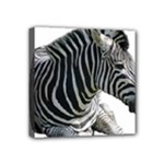 Zebra Mini Canvas 4  x 4  (Stretched)