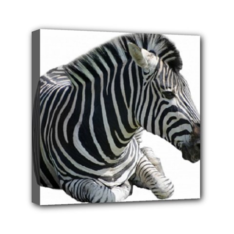 Zebra Mini Canvas 6  x 6  (Stretched) from ArtsNow.com