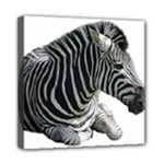Zebra Mini Canvas 8  x 8  (Stretched)