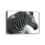 Zebra Mini Canvas 6  x 4  (Stretched)