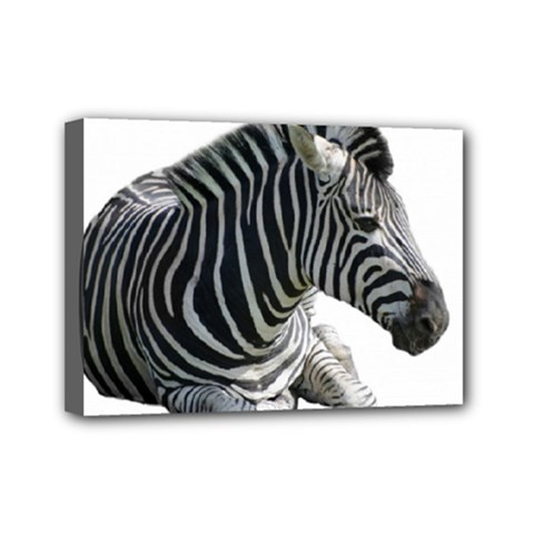 Zebra Mini Canvas 7  x 5  (Stretched) from ArtsNow.com