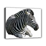 Zebra Canvas 10  x 8  (Stretched)