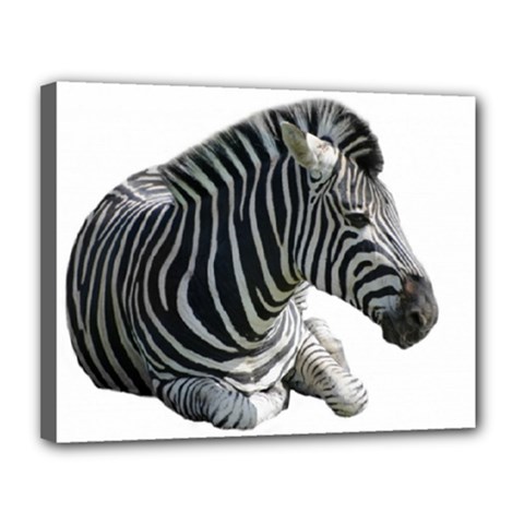Zebra Canvas 14  x 11  (Stretched) from ArtsNow.com