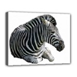 Zebra Canvas 14  x 11  (Stretched)