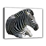Zebra Canvas 16  x 12  (Stretched)