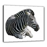 Zebra Canvas 24  x 20  (Stretched)