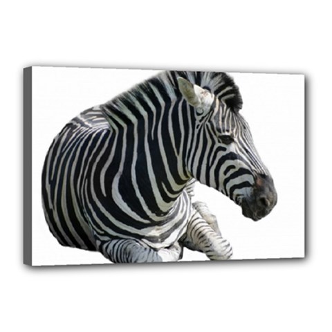 Zebra Canvas 18  x 12  (Stretched) from ArtsNow.com