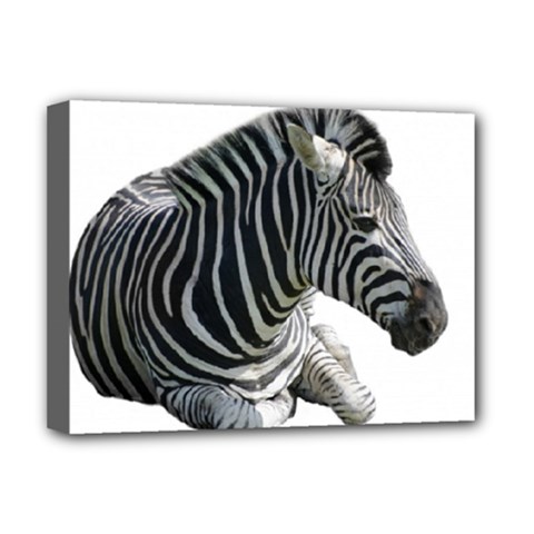 Zebra Deluxe Canvas 16  x 12  (Stretched)  from ArtsNow.com