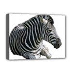 Zebra Deluxe Canvas 16  x 12  (Stretched) 