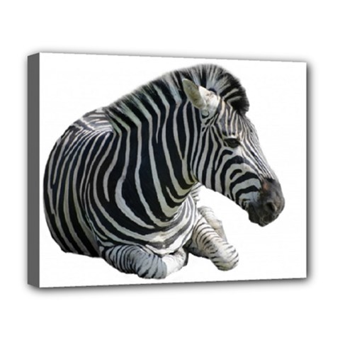 Zebra Deluxe Canvas 20  x 16  (Stretched) from ArtsNow.com