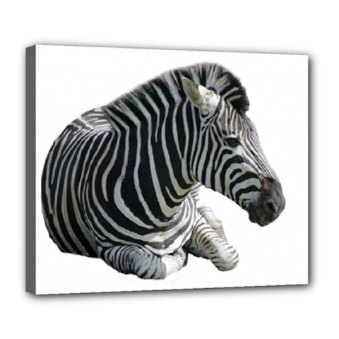 Zebra Deluxe Canvas 24  x 20  (Stretched) from ArtsNow.com