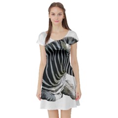 Short Sleeve Skater Dress Front Short Sleeve Skater Dress Front