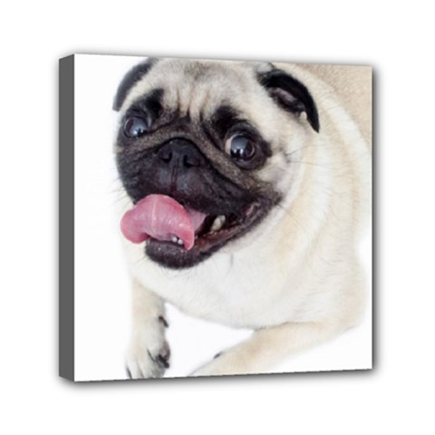 Pug Dog Mini Canvas 6  x 6  (Stretched) from ArtsNow.com