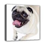 Pug Dog Mini Canvas 8  x 8  (Stretched)
