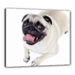 Pug Dog Canvas 24  x 20  (Stretched)